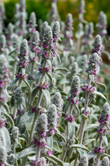 Fototapeta premium Byzantine Chistets ( lat. Stachys byzantina ) is a species of perennial herbaceous plants of the genus Chistets ( Stachys ) of the Lamiaceae family