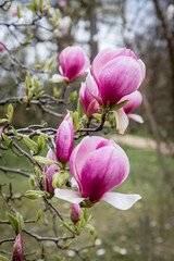 pink magnolia flowers