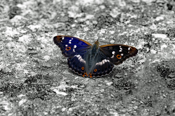 Mieniak Stróżnik. Kolorowy motyl.