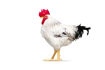 rooster isolated on white background