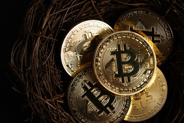 Bitcoin cryptocurrency gold coins in nest on black background. Minimal investing concept.