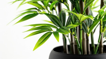 Obraz premium Artificial Bamboo Baby Plant in Black Pot on White Background