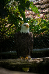 pygargue à tête blanche