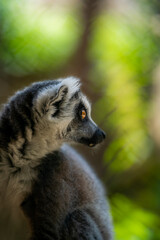 Portrait d'un lémurien