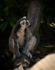 Lémurian attentif