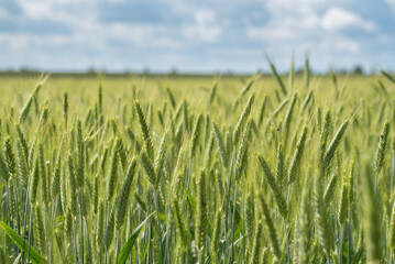 field of wheat in the middle of the summer