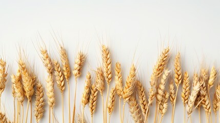 Fototapeta premium Golden Wheat Ears on White Background for Food or Agriculture Concepts Generative AI