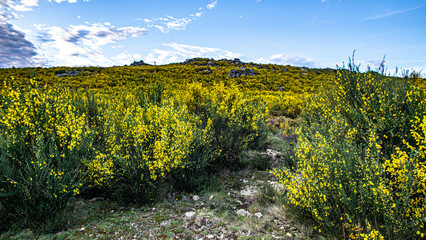 mountainside with warm-colored invasive vegetation with a blue sky where clouds escape © carlos