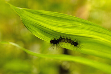 black caterpillar on a leaf in a rainforest in Costa Rica 