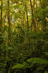 Obraz premium cloud rain forest near Monteverde in Costa Rica