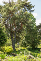 Fototapeta premium les beaux arbres du jardin botanique