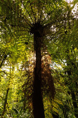 cloud rain forest near Monteverde in Costa Rica