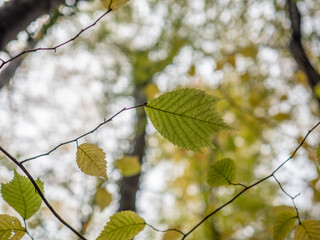 Autumn leaves in the forest