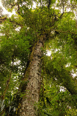 Obraz premium cloud rain forest near Monteverde in Costa Rica