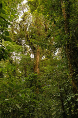Fototapeta premium cloud rain forest near Monteverde in Costa Rica
