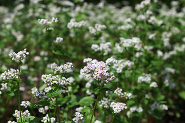 Buckwheat ( Fagopyrum esculentum ) in flower on the natural background.
