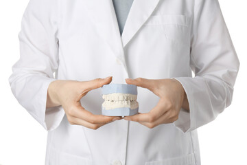 Doctor holding dental model with jaws on white background, closeup. Cast of teeth