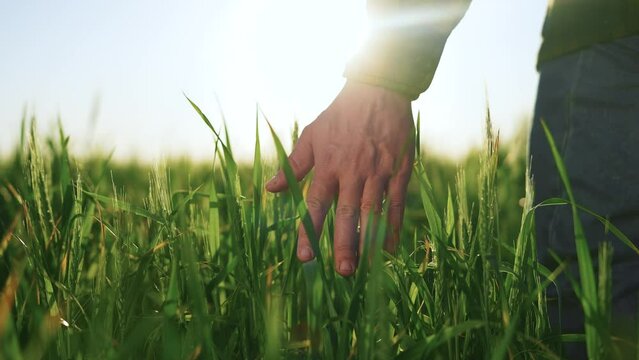 farmer is touches wheat in closeup hand. agriculture a business concept. The farmer works green grass and wheat from his field. close-up of a farmer's hand taking care of farm the wheat harvest