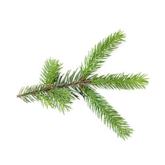 Pine tree branch isolated on white, top view