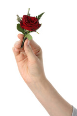 Woman holding stylish boutonniere on white background, closeup