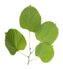 Twig with linden leaves isolated on white