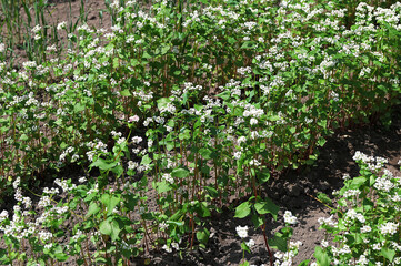 Buckwheat ( Fagopyrum esculentum ) in flower on the natural background.