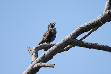Baby white crowned sparrow clings to a deadwood perch while singing his song