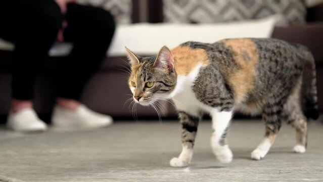 Cat walks at home slow motion. Pet health care concept.