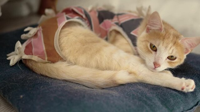 Sterilized cat in an anti-licking weaning suit. Young kitten wears Surgical Recovery Suit. Cat after surgery. Animal stess. Pet Supplies.	