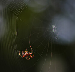 spider on web