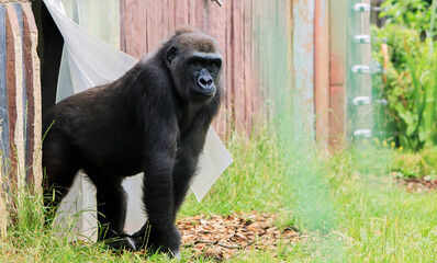 Western Lowland Gorilla, adolescent -  walking out from enclosure into open area