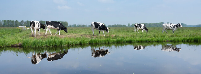 black and white spotted calves reflected in water of canal near Dordrecht in holland © ahavelaar