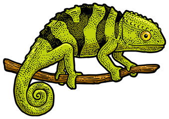Chameleon lizard color line art sketch engraving PNG illustration. T-shirt apparel print design. Scratch board imitation. Black and white hand drawn image.