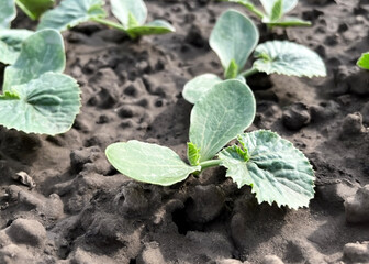 zucchini sprouts growing in the ground at a vegetable garden