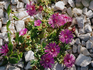 Beautiful iceplant among stones on lawn. Delosperma cooperi (Mesembryanthemum cooperi), trailing Iceplant, hardy iceplant or pink carpet, is a dwarf perennial plant. Rovinj, Croatia - May 31, 2024