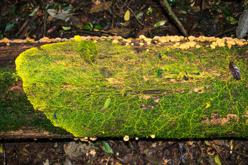 Yellow slime mold plasmodium (family Physaraceae) on dead trunk in the forest - Sao Francisco de Paula, Brazil
