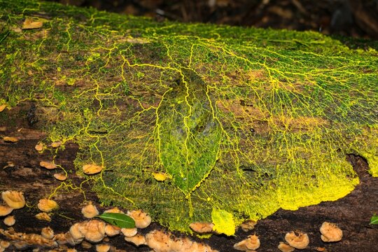 Yellow slime mold plasmodium (family Physaraceae) on dead trunk in the forest - Sao Francisco de Paula, Brazil