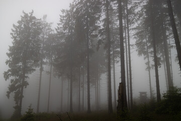fog in a needle forest
