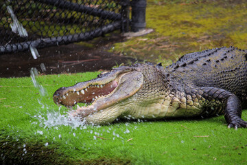 crocodile and the water