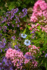 Obraz premium Wild flowers showing the colours of spring