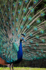 Naklejka premium peacock with feathers out