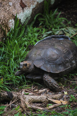 turtle on the grass