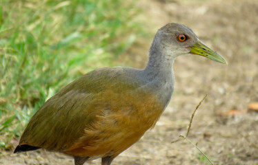 Naklejka premium saracura, saracura três potes, saracura do mangue, saracura do brejo