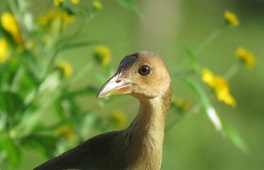 frango d'água azul, galinha d'água, frango d'água