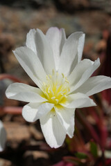Closeup on the bright white flowering, rare, opposite-leaf Lewisia oppositifolia found in the North California mountains