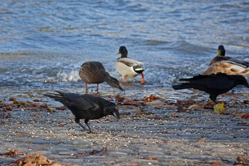 Krähen und Enten am Rheinufer bei Bingen.