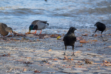 Kr&auml;hen und Enten am Rheinufer bei Bingen.