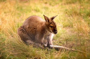 A kangaroo is sitting on the grass.
