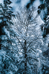 snow covered tree