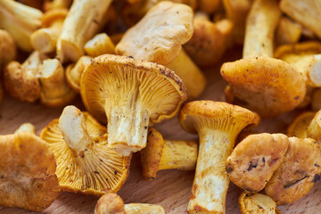 Mushroom Background. Chanterelles mushrooms just picked
